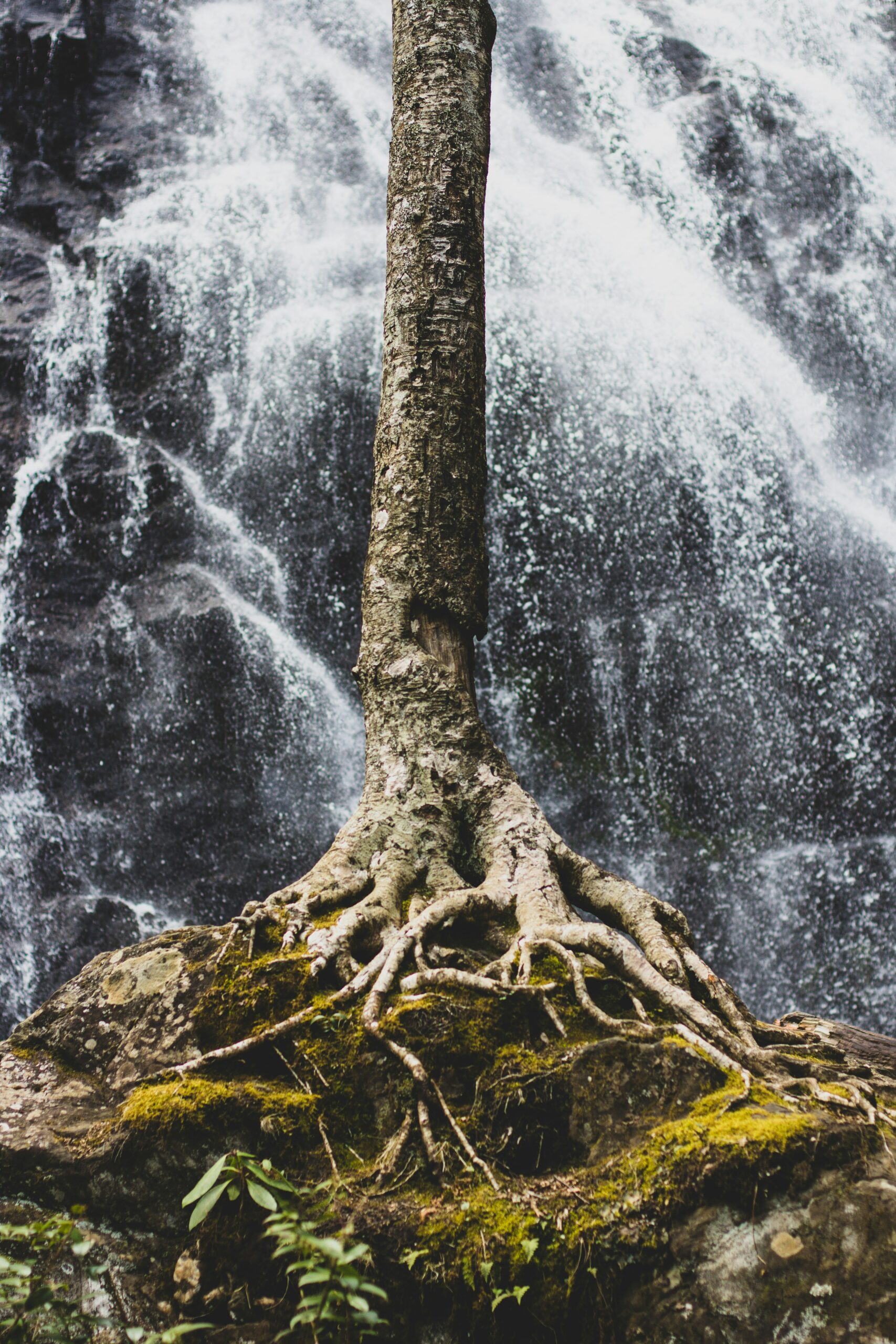 Wurzeln und Stamm eines Baums vor einem Wasserfall.